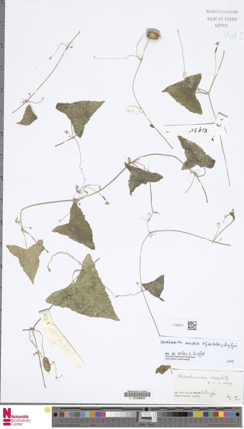 Zehneria nesophila photo 2
