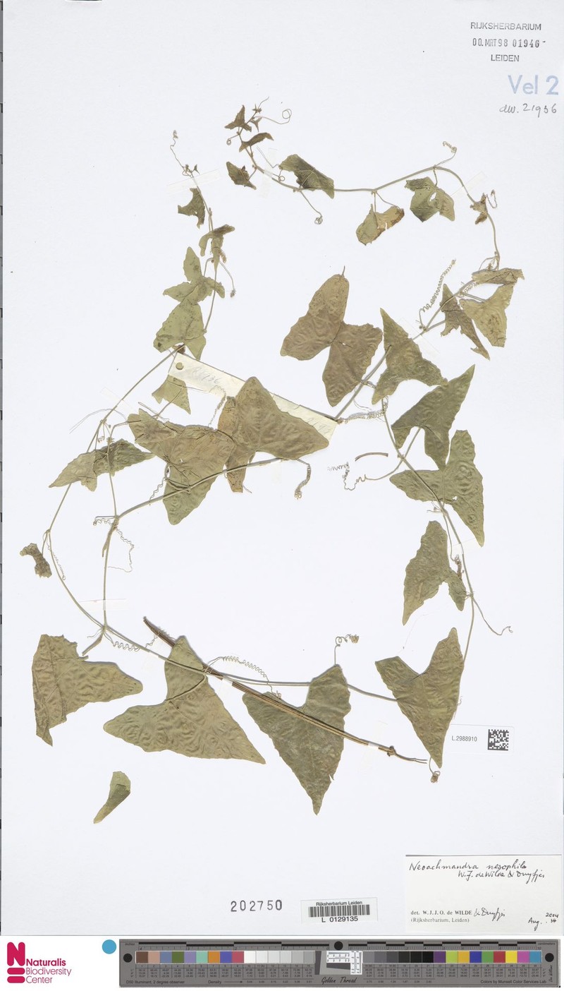 Zehneria nesophila photo 3