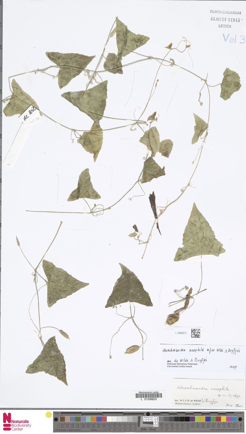Zehneria nesophila photo 4