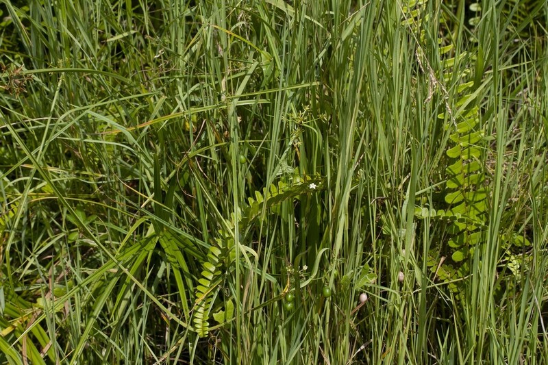 Zehneria odorata