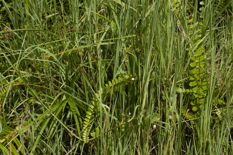 Zehneria odorata photo 2