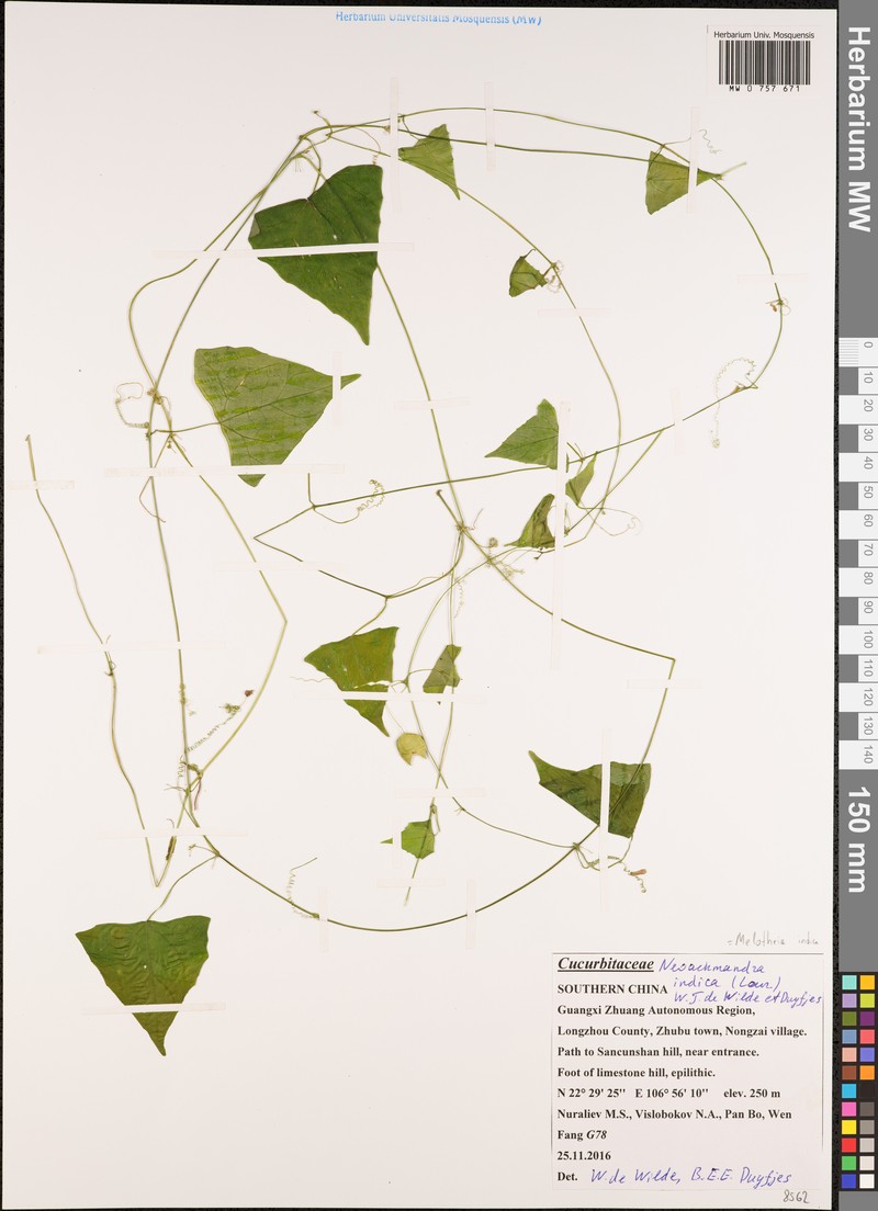 Zehneria odorata photo 3