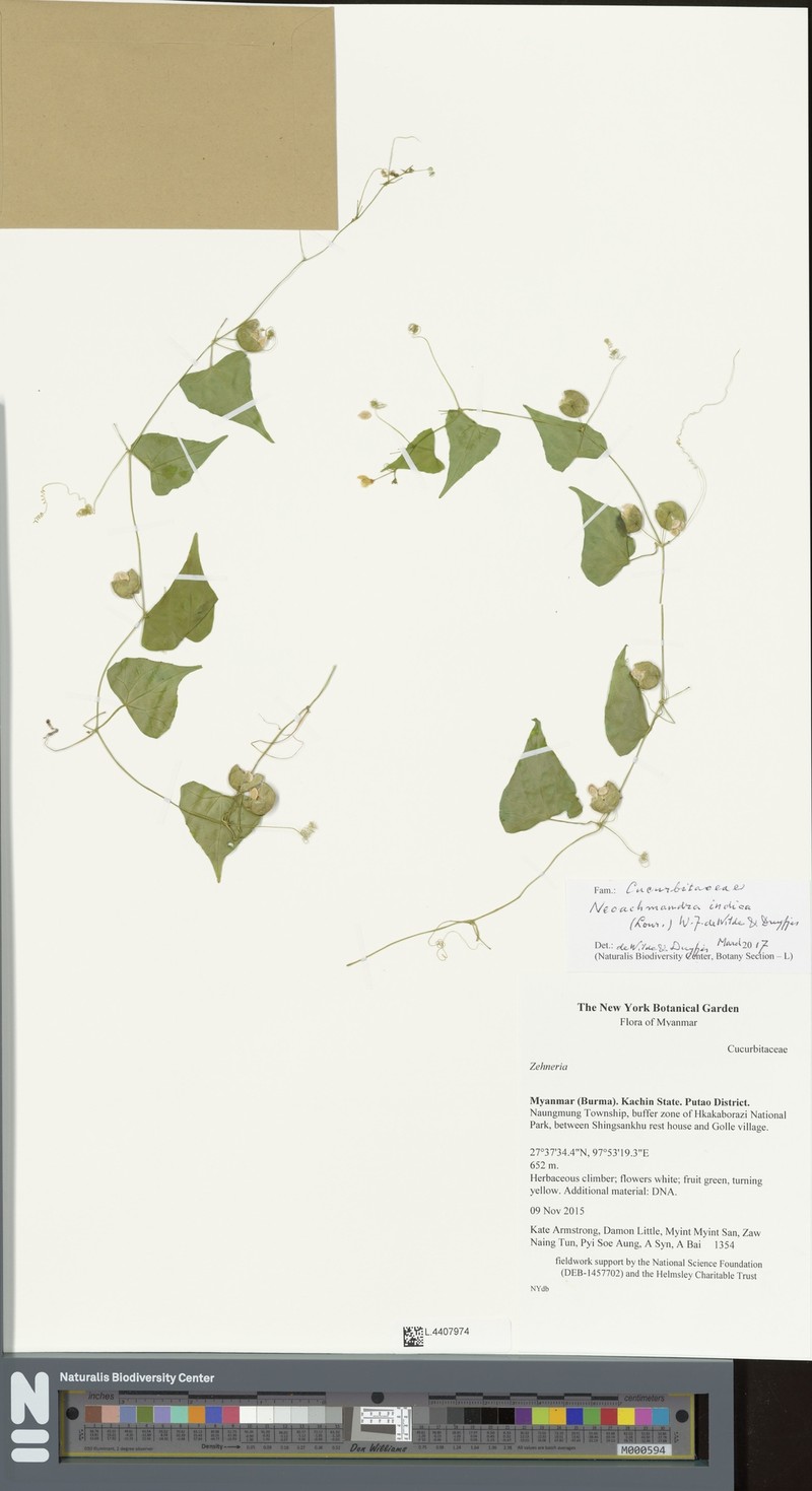 Zehneria odorata photo 4