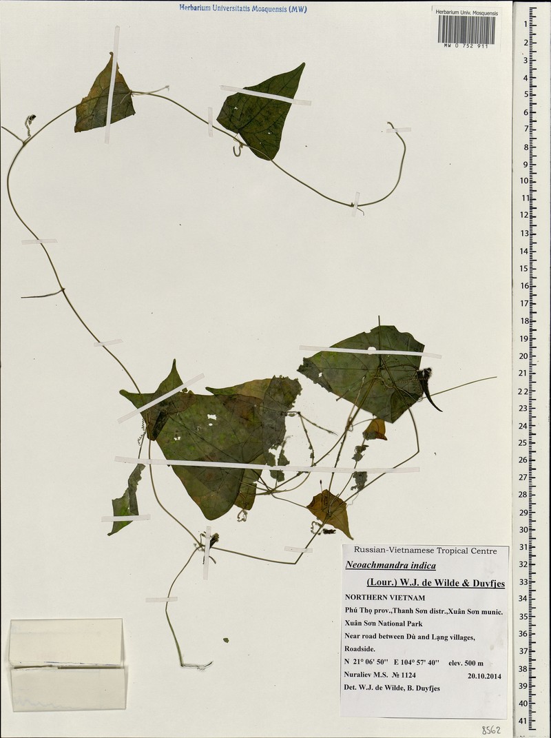 Zehneria odorata photo 5