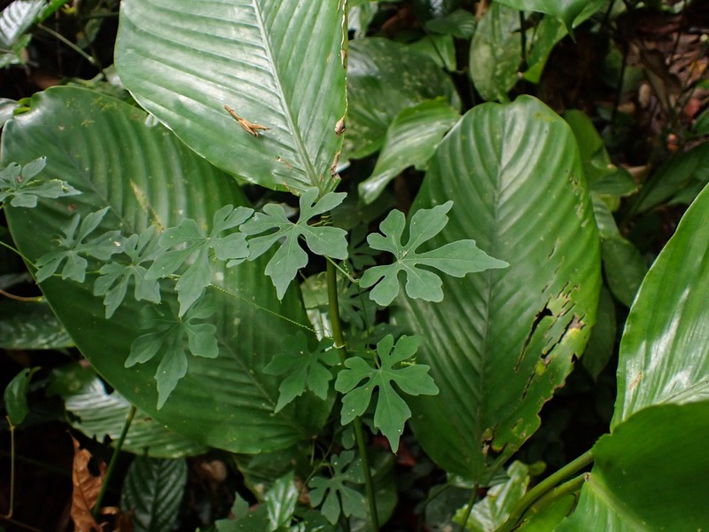 Zehneria palmatiloba