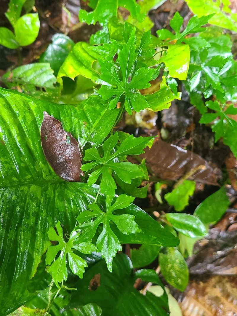 Zehneria palmatiloba photo 3