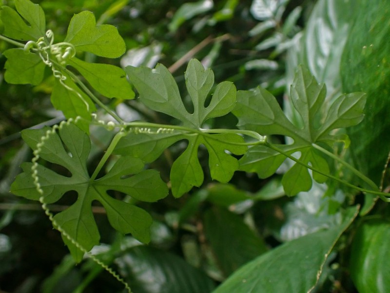 Zehneria palmatiloba photo 4