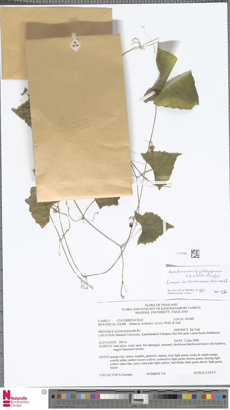 Zehneria platysperma