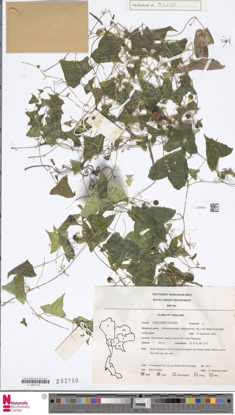 Zehneria platysperma photo 2