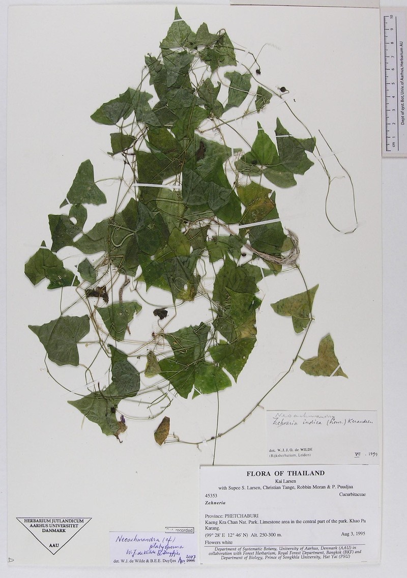 Zehneria platysperma photo 3