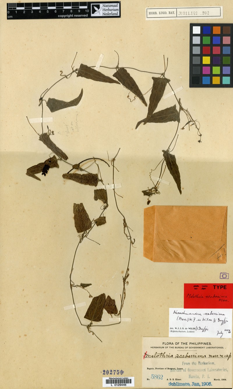 Zehneria scaberrima