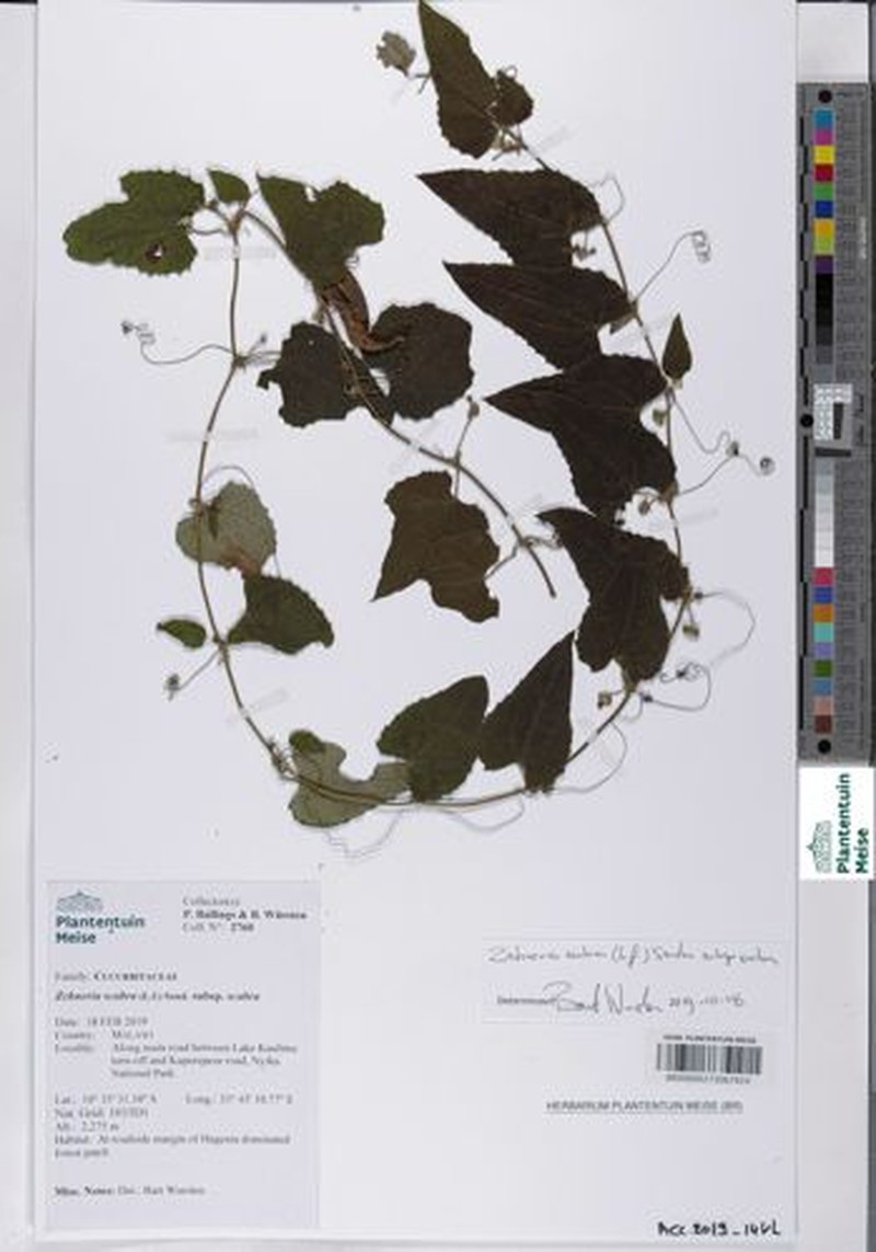 Zehneria scabra subsp. scabra