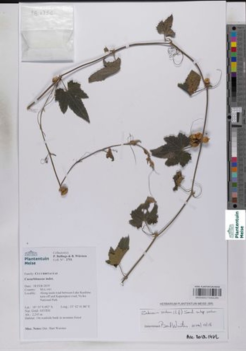 Zehneria scabra subsp. scabra photo 2