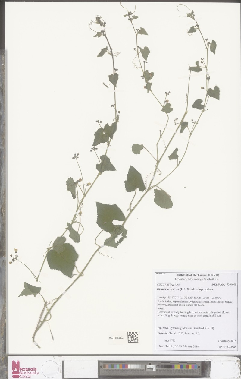 Zehneria scabra subsp. scabra photo 3