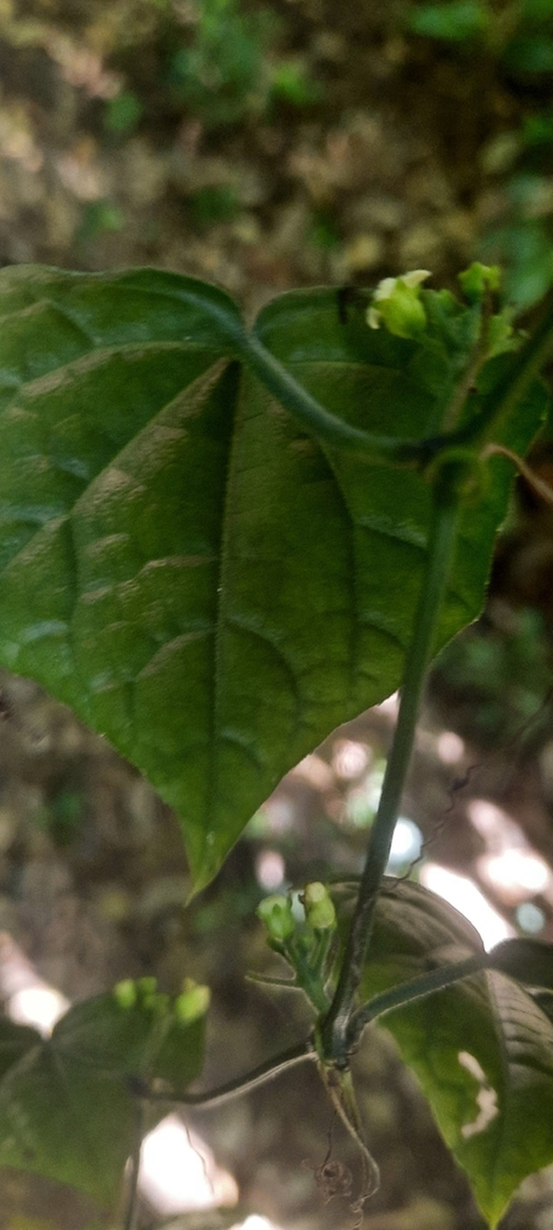 Zehneria subcoriacea