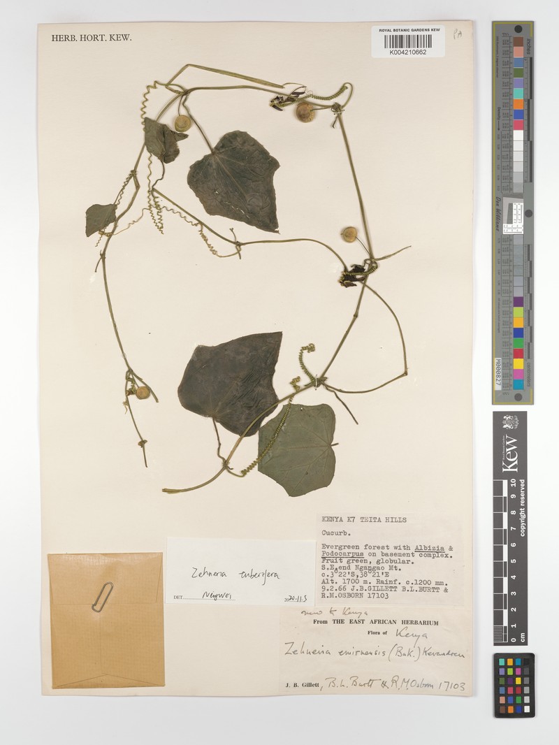 Zehneria tuberifera