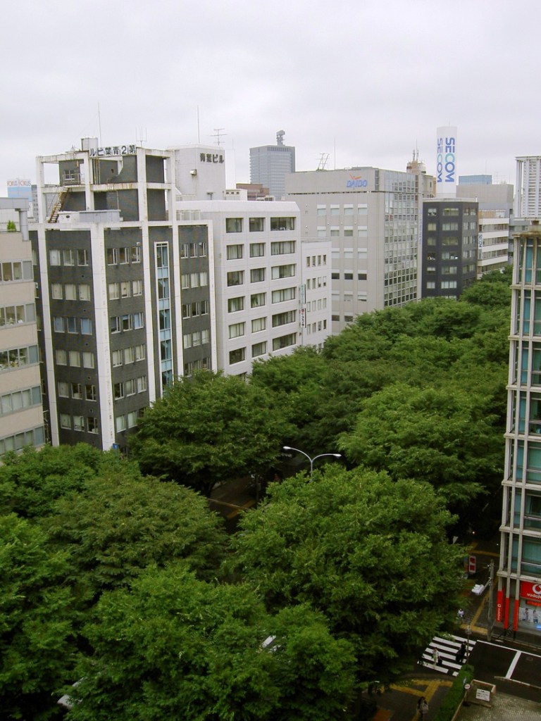Japanese Zelkova photo 2