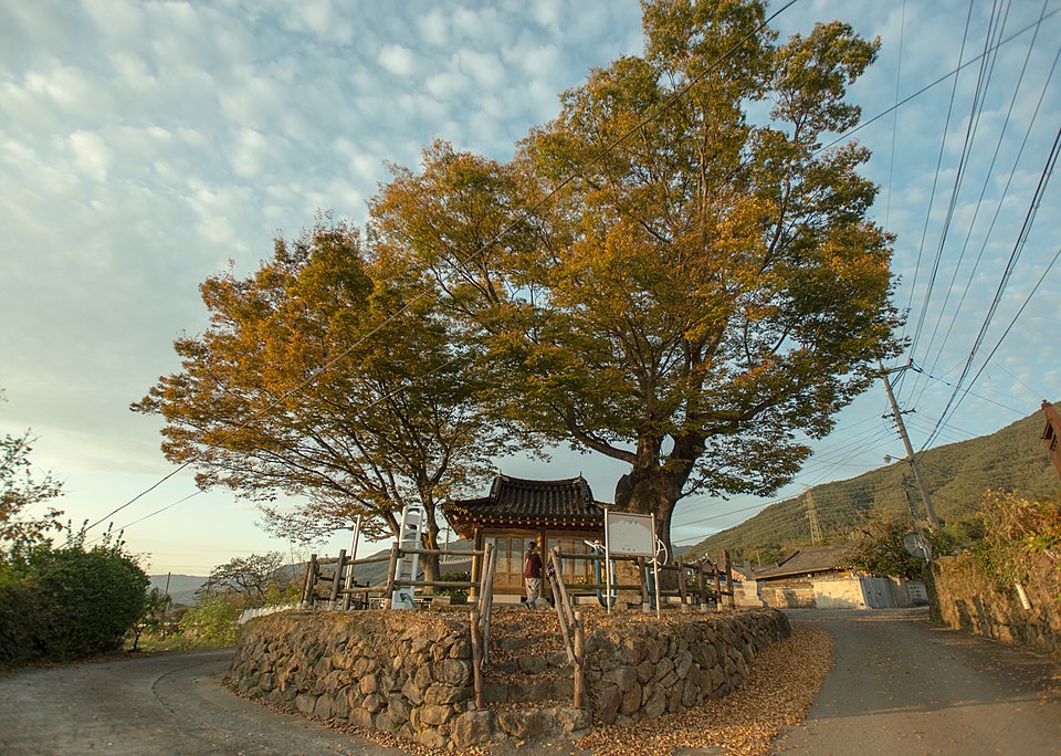 Japanese Zelkova photo 3