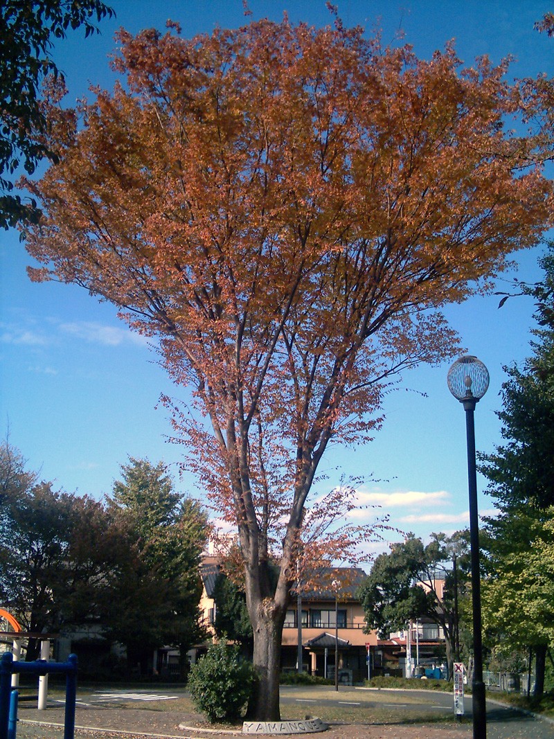 Japanese Zelkova photo 5