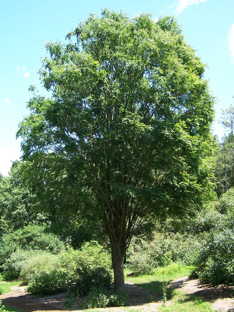 Japanese Zelkova photo 6