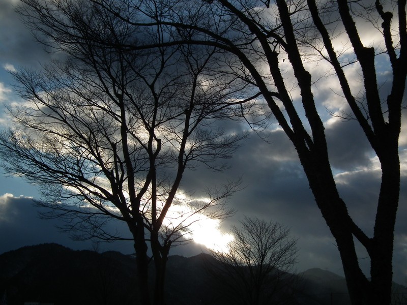 Japanese Zelkova photo 7