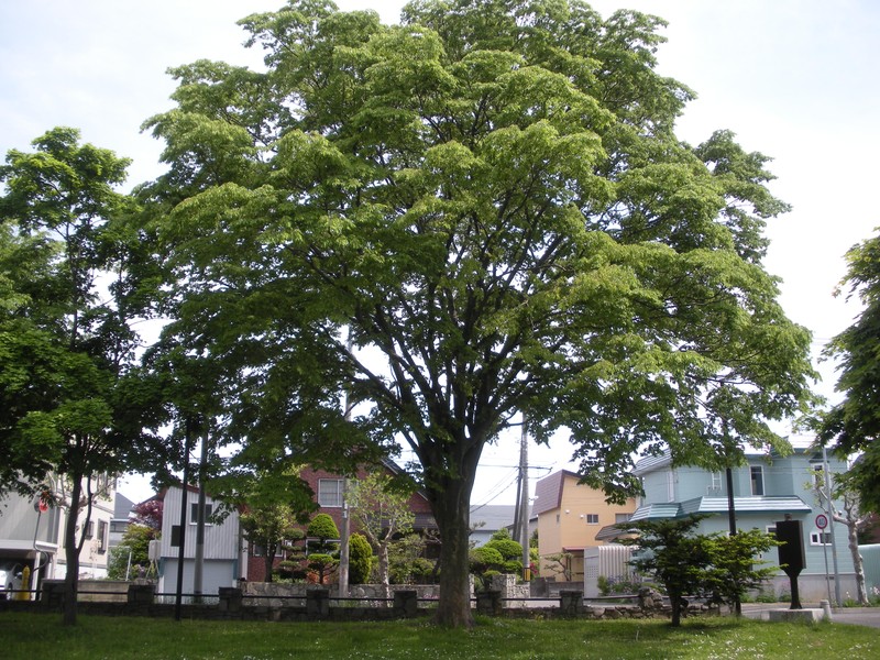 Japanese Zelkova photo 8