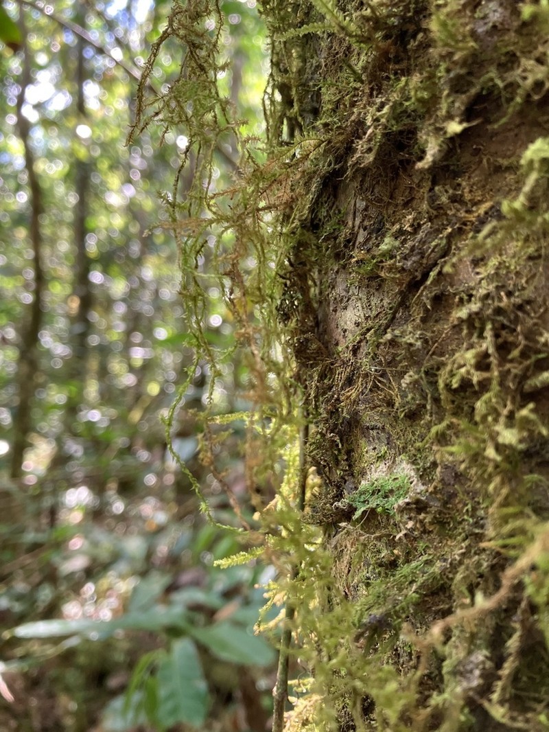 Zelometeorium Moss