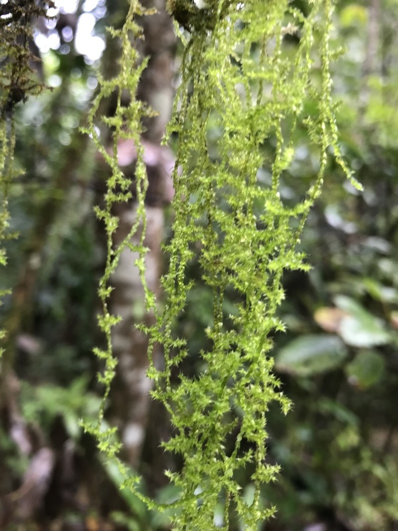 Zelometeorium Moss photo 2