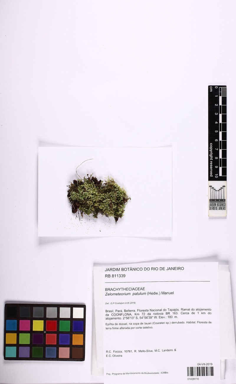 Zelometeorium Moss photo 3