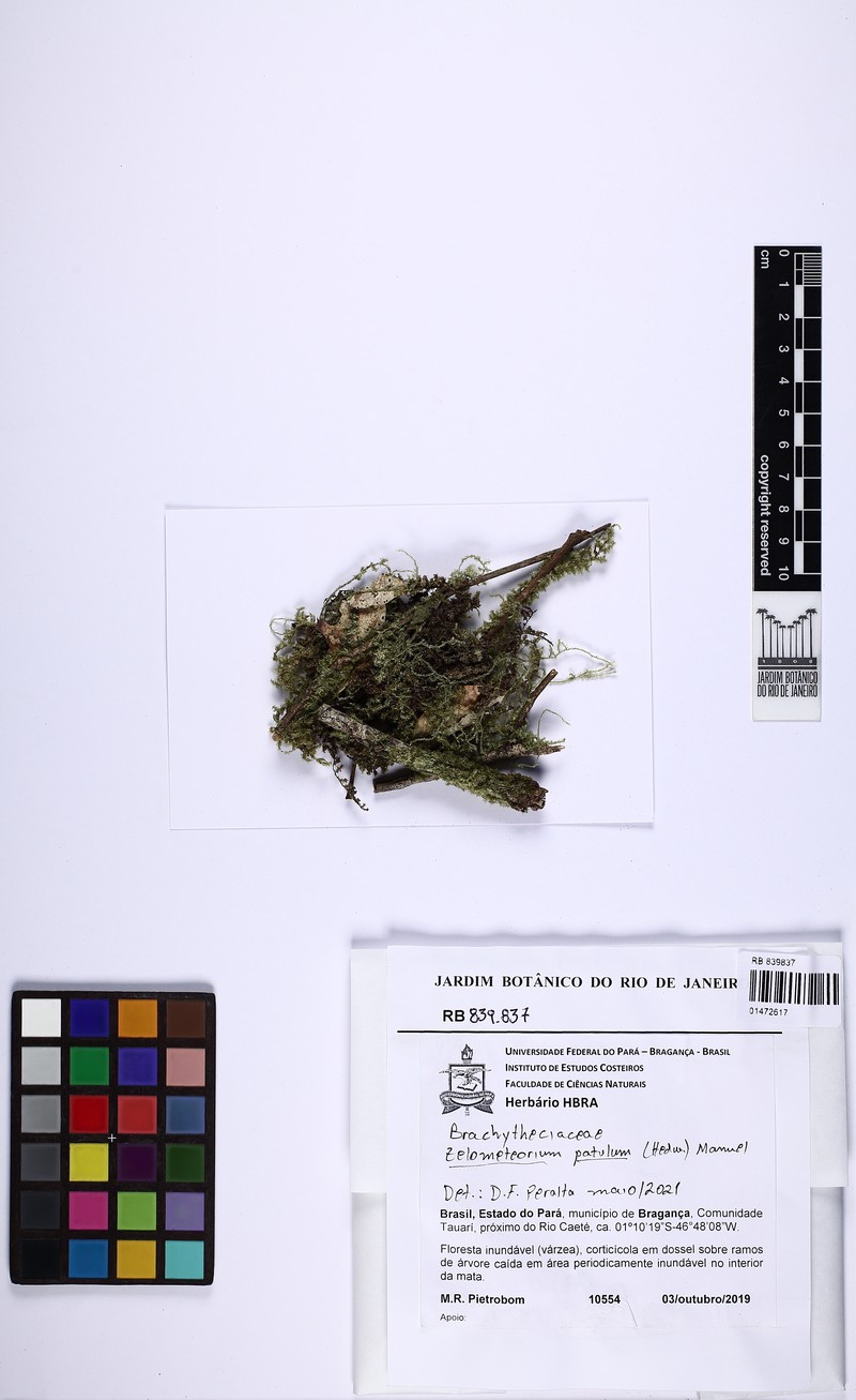 Zelometeorium Moss photo 4