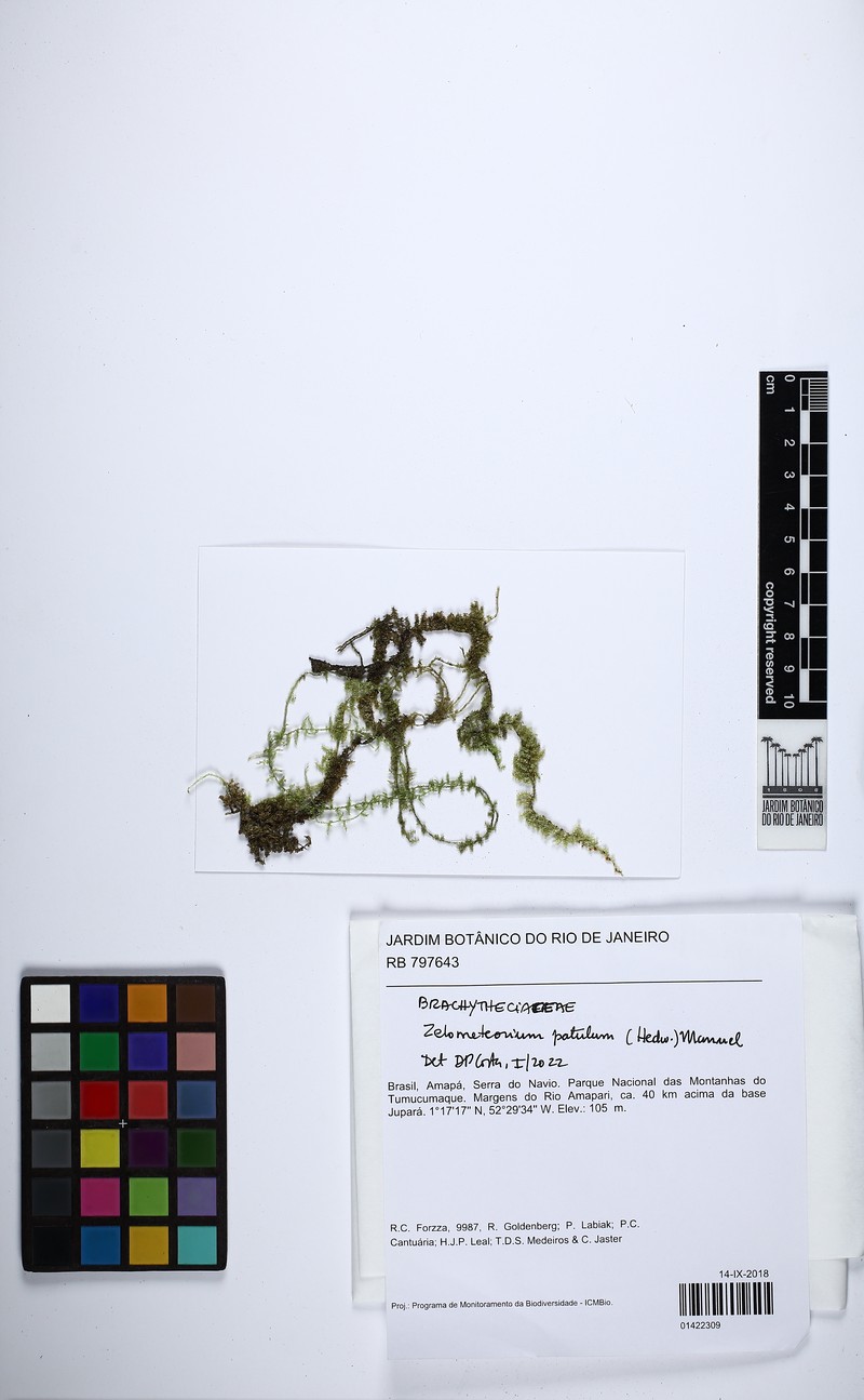 Zelometeorium Moss photo 5