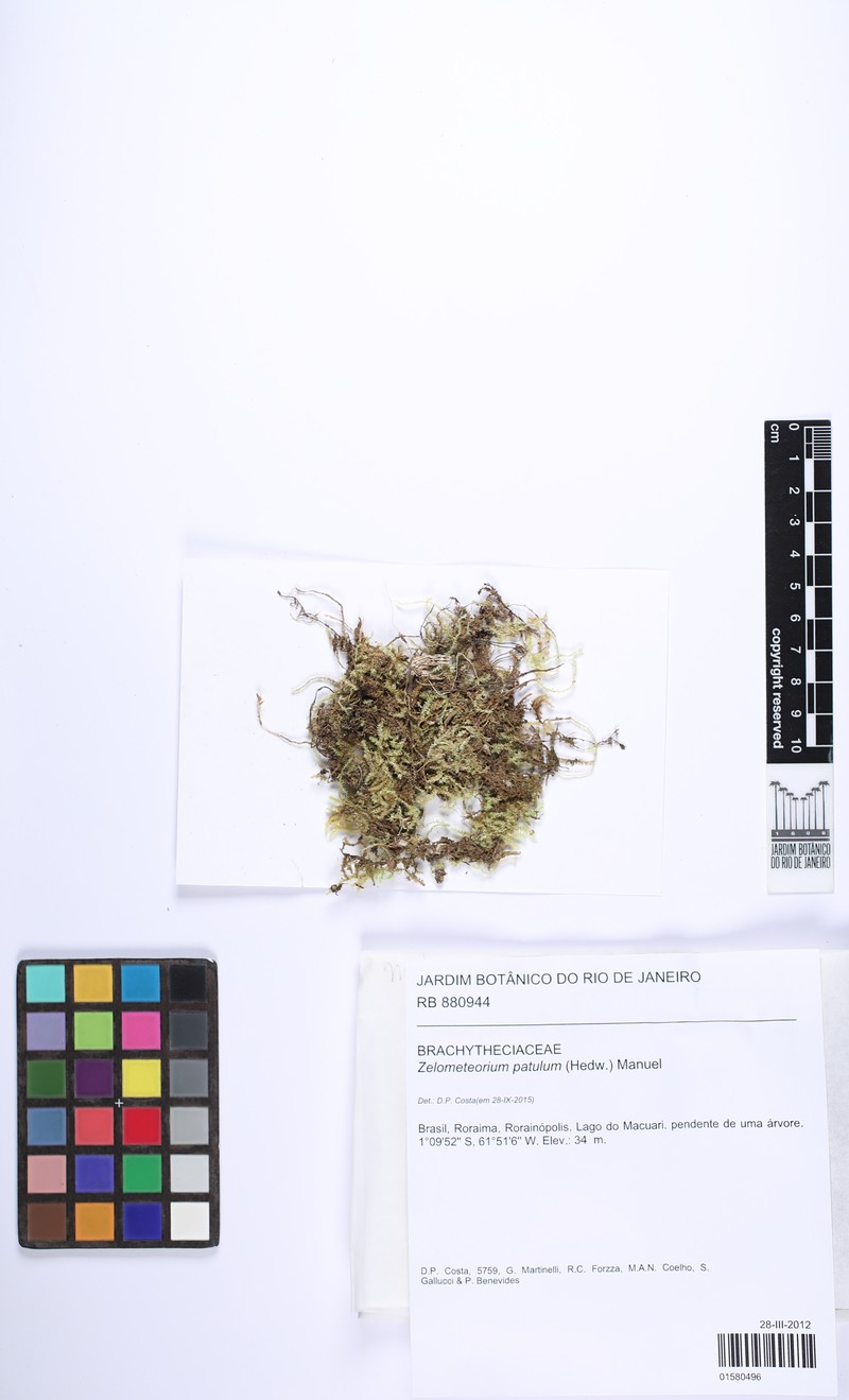 Zelometeorium Moss photo 6