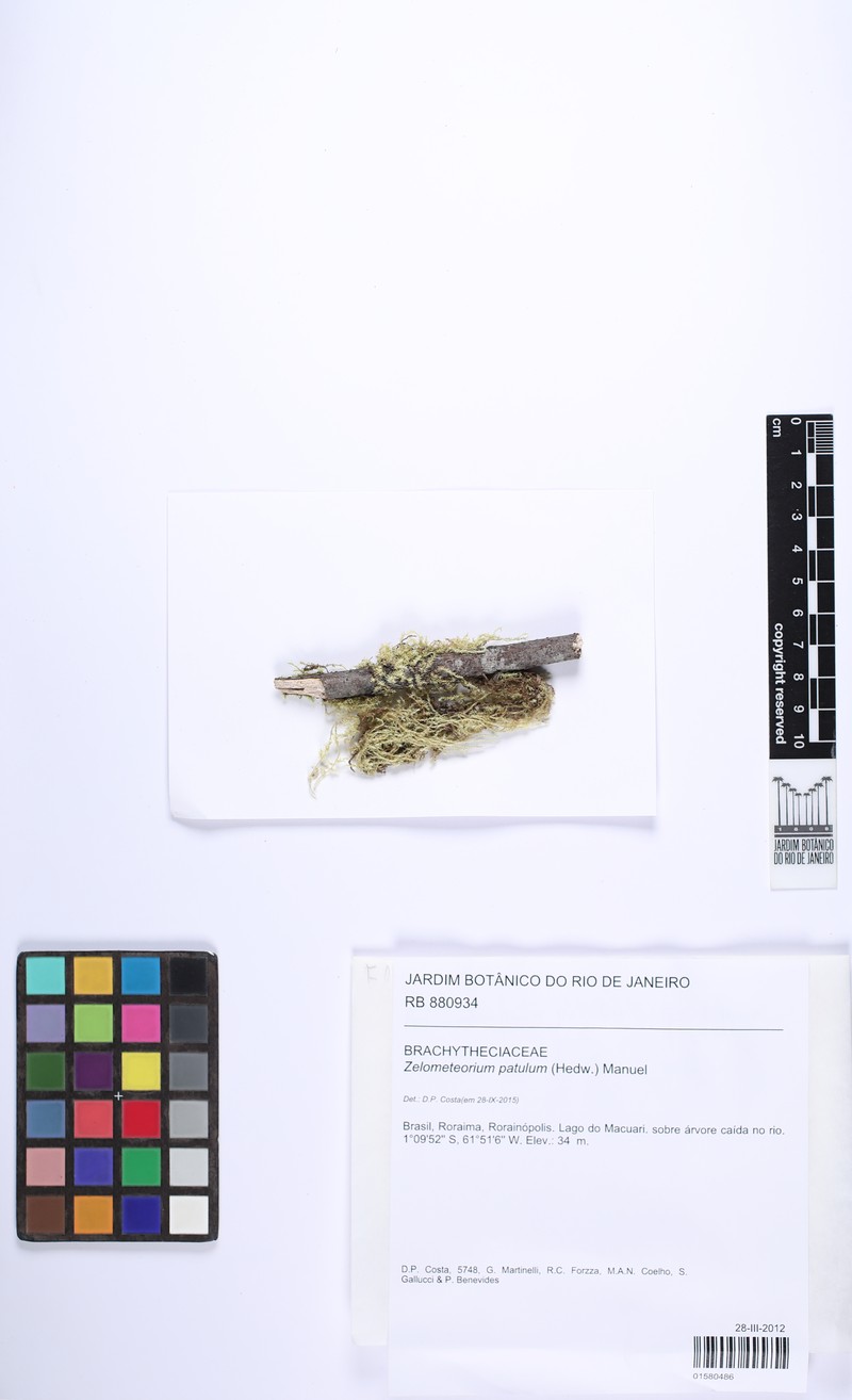 Zelometeorium Moss photo 7
