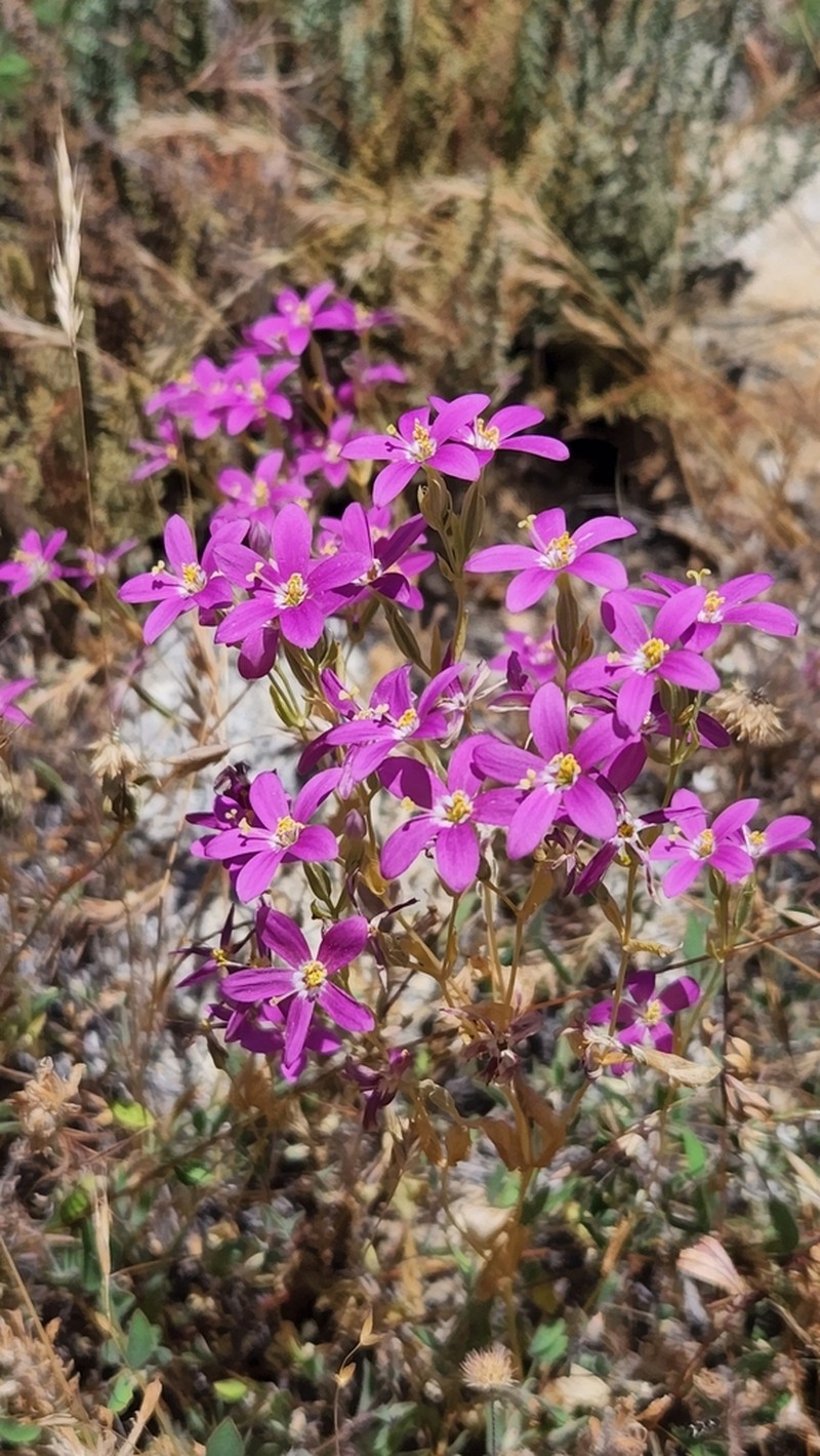 Zeltnera abramsii