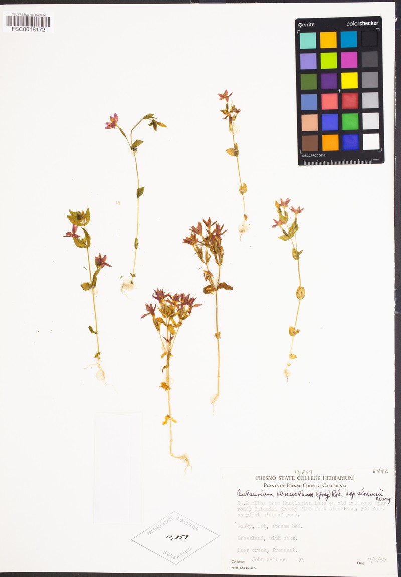 Zeltnera abramsii photo 3