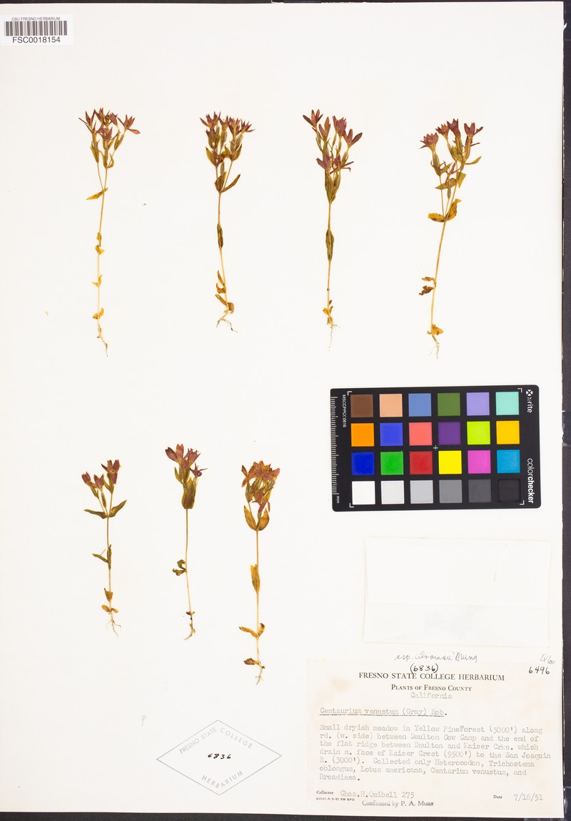 Zeltnera abramsii photo 4