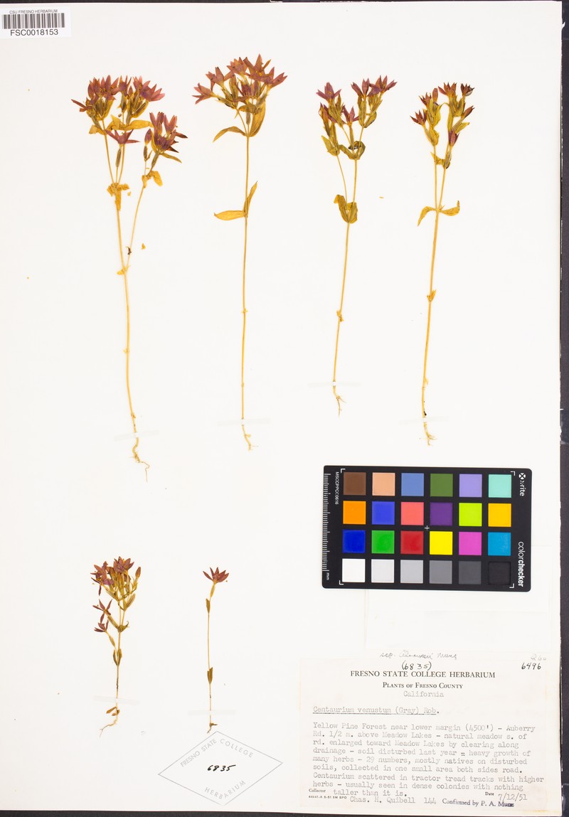 Zeltnera abramsii photo 5