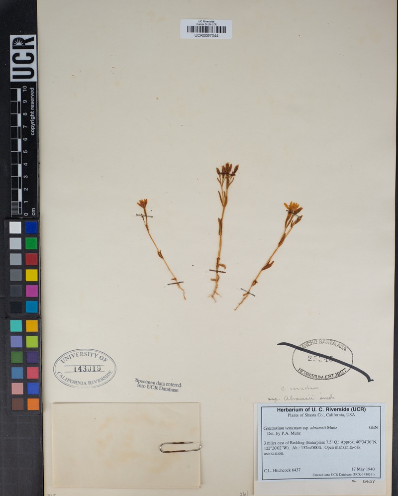 Zeltnera abramsii photo 6
