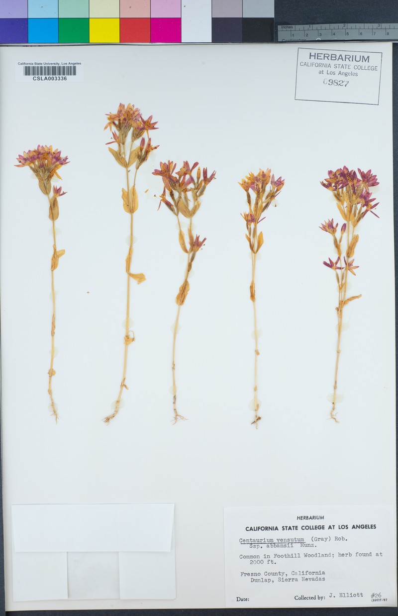 Zeltnera abramsii photo 7