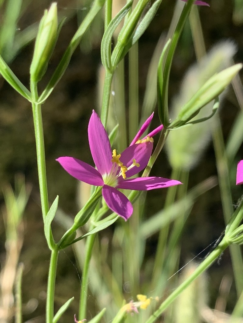 Arizona Centaury