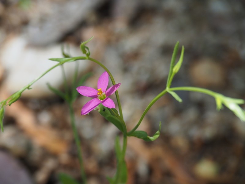 Arizona Centaury photo 2