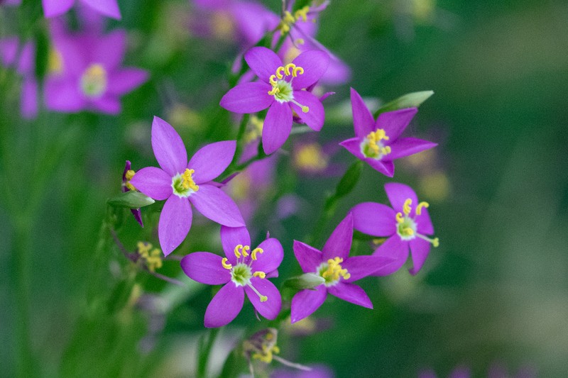 Arizona Centaury photo 3