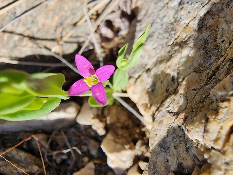 Arizona Centaury photo 4