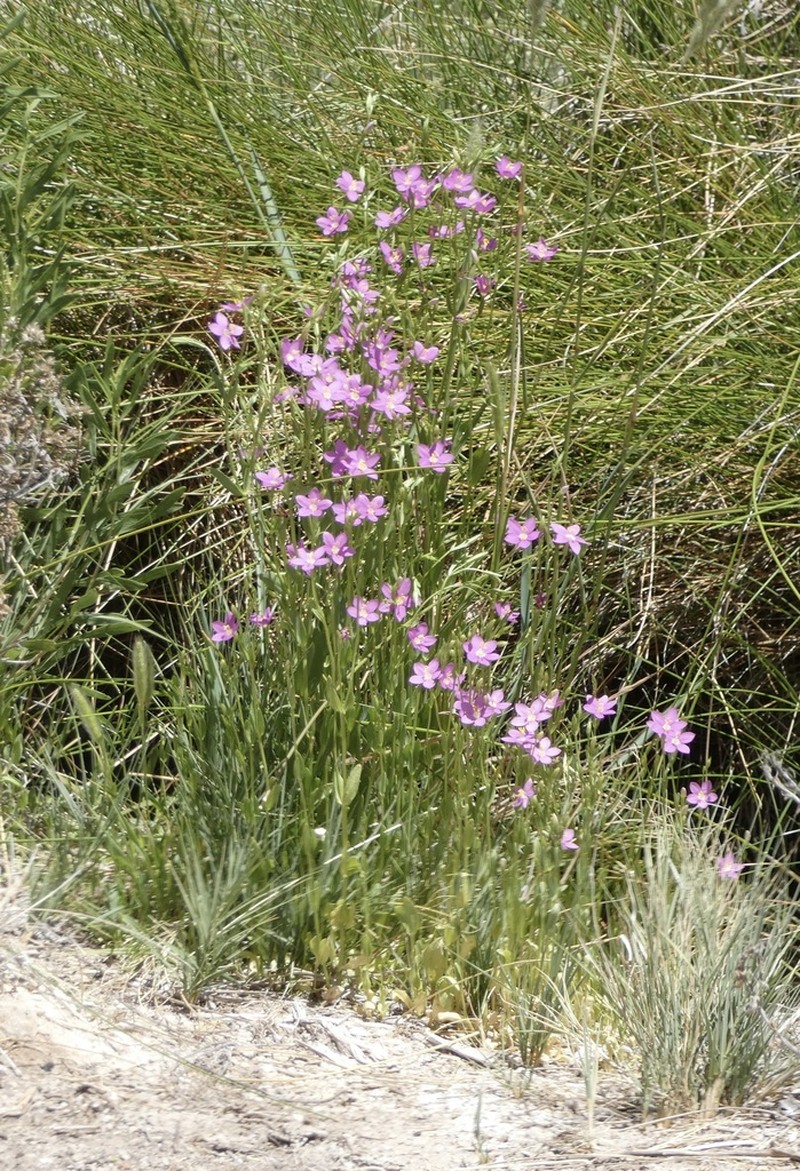Arizona Centaury photo 5