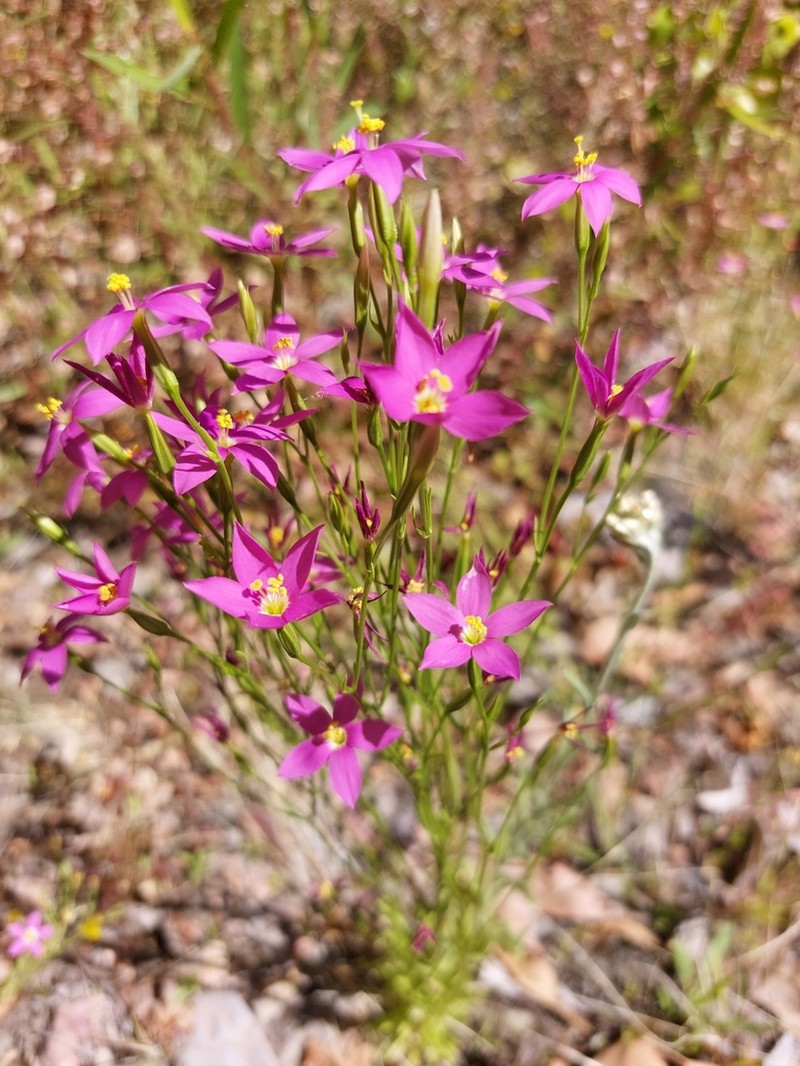 Arizona Centaury photo 6