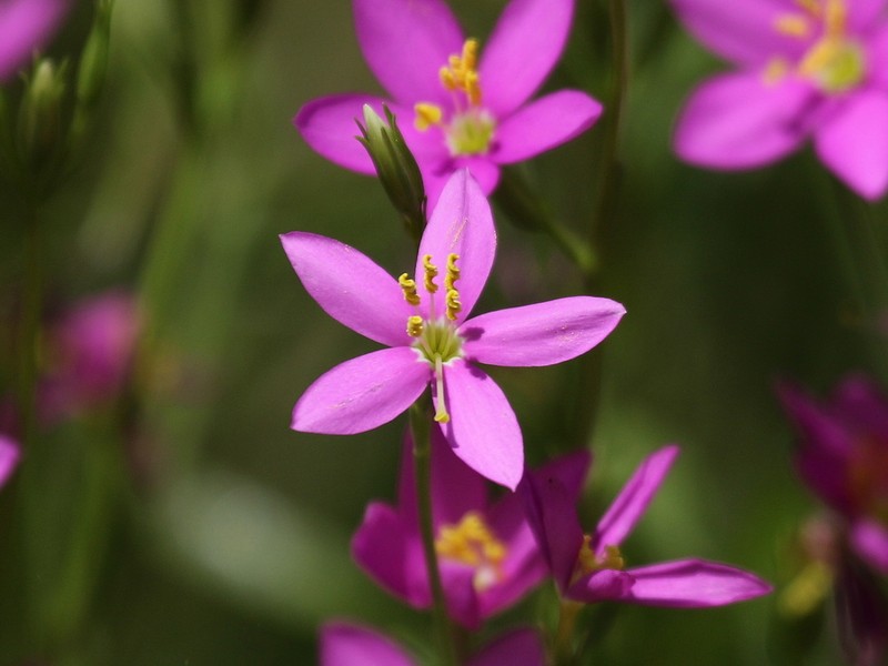 Arizona Centaury photo 7