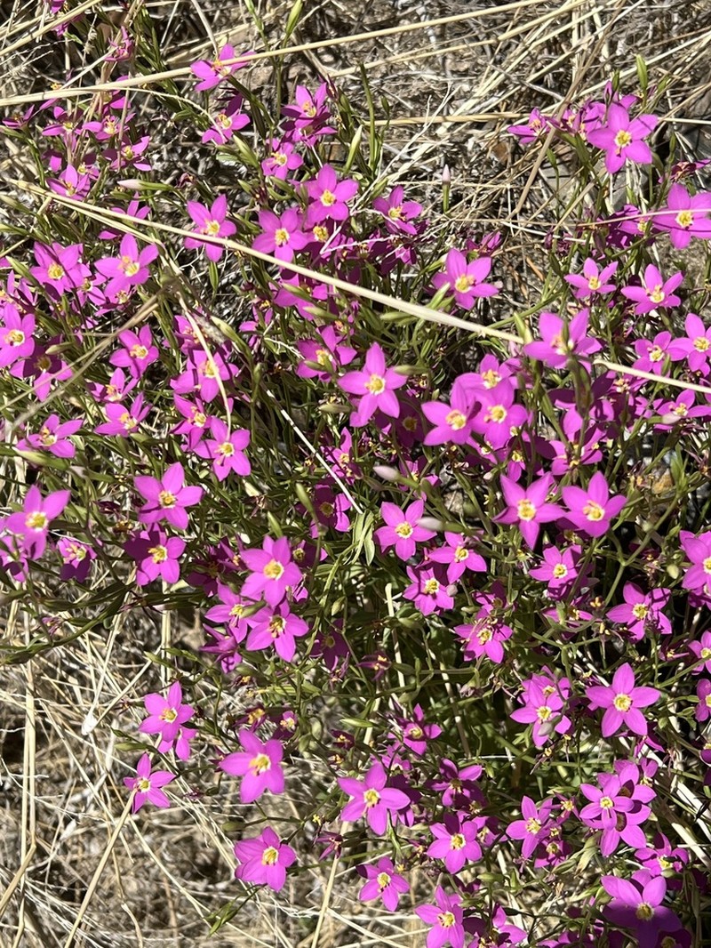 Arizona Centaury photo 8