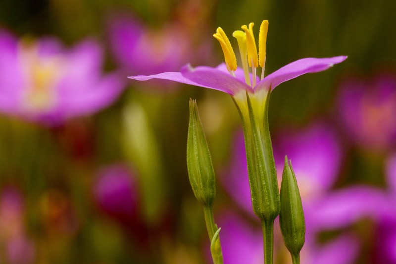 Arizona Centaury