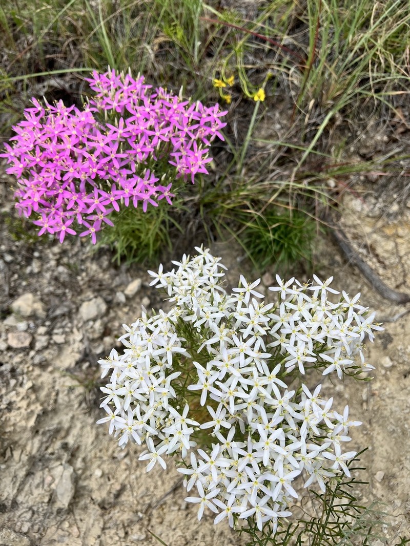 Quinineweed
