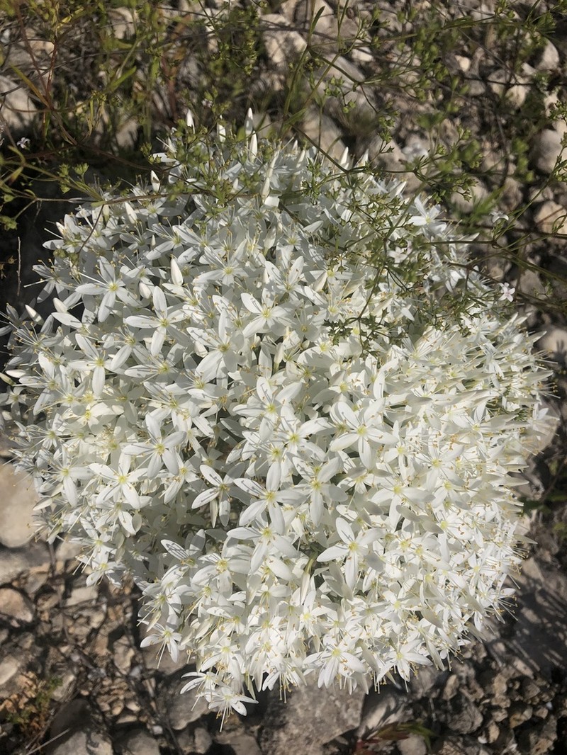 Quinineweed photo 2